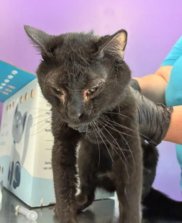 An adult medium-sized male Domestic Short Hair cat named Egypt for adoption in Salt Lake City, UT