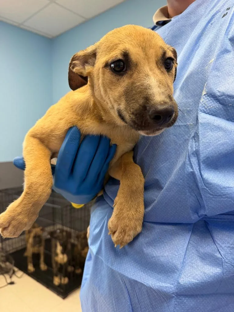 A baby medium-sized female Husky dog named Pumpkin for adoption in Culpeper, VA