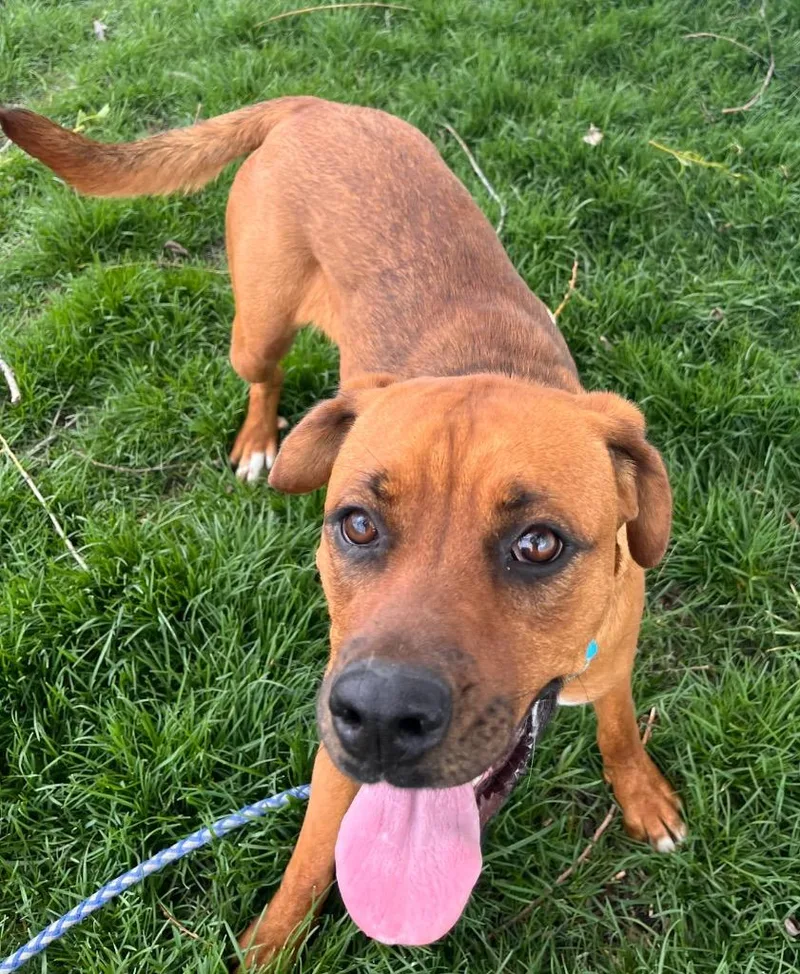 A baby medium-sized female Rottweiler dog named Tulip for adoption in Logan, UT