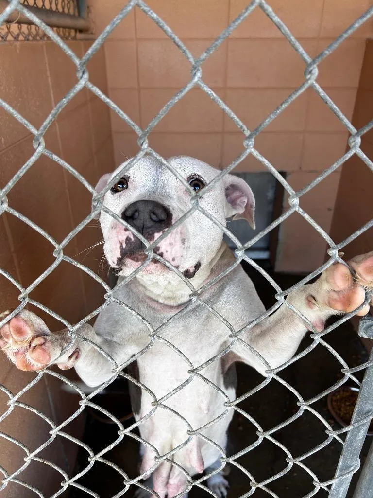 An adult large-sized female Pit Bull Terrier dog named Lita for adoption in Gautier, MS