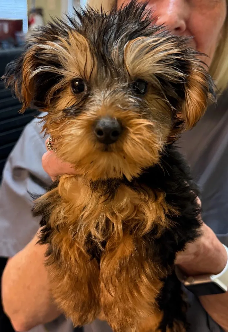 A baby small-sized male Bicolor Yorkshire Terrier dog named Ziggy for adoption in Blue Springs, MO