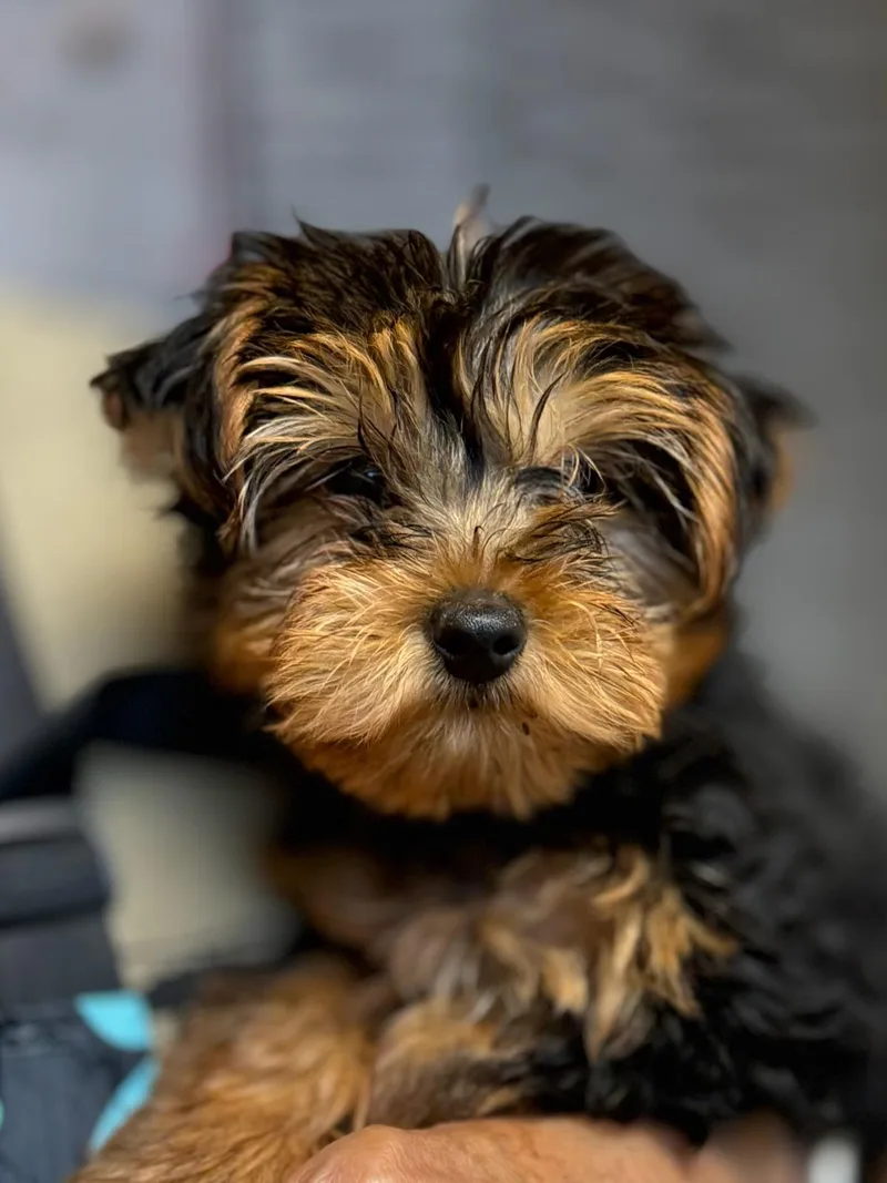 Ziggy thumbnail 2