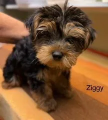 Ziggy thumbnail 3
