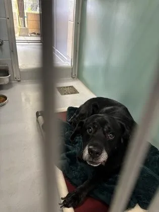 An adult large-sized male Labrador Retriever dog named Percy for adoption in Cumming, GA