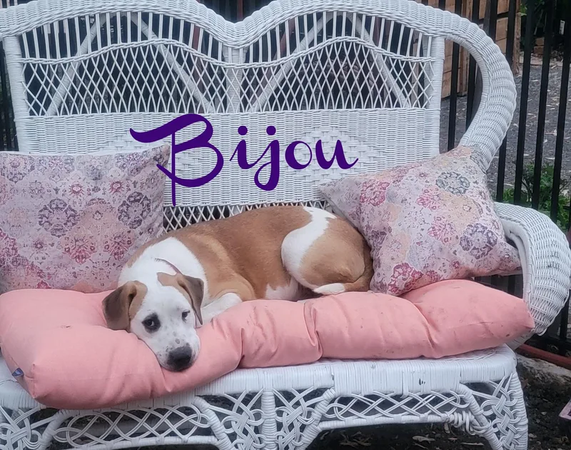 Bijou