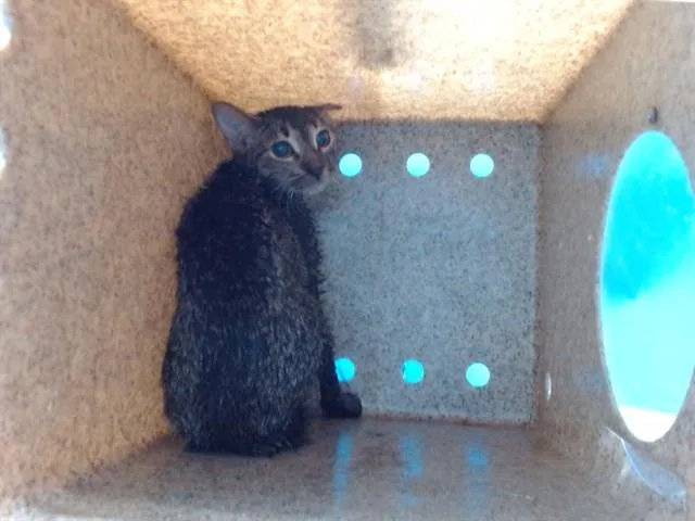 A baby medium-sized female Domestic Short Hair cat named Tiger for adoption in Gardena, CA