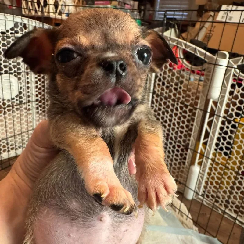 A baby small-sized female Yellow / Tan / Blond / Fawn Australian Shepherd dog named Dani Hocus Pocus for adoption in Allen, TX