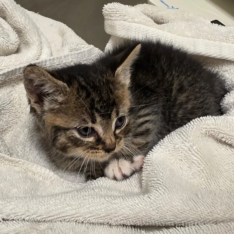 A baby small-sized female Brown / Chocolate Domestic Short Hair cat named Nyx for adoption in Bristol, IN