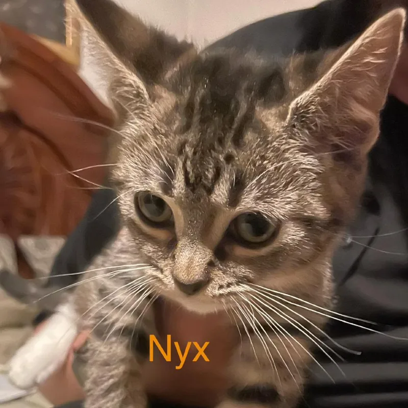 Nyx thumbnail 4
