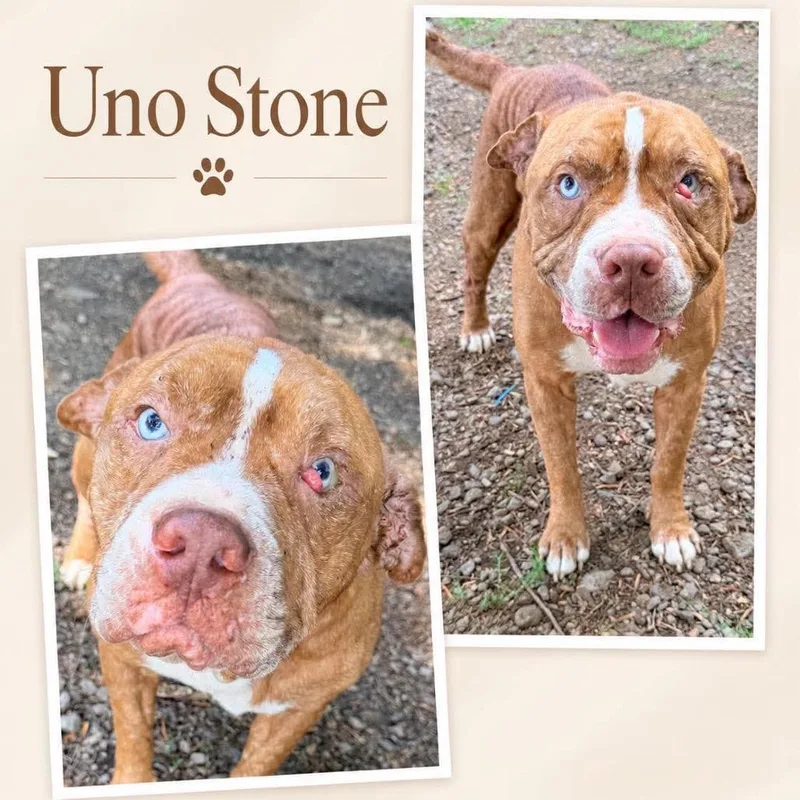 A senior medium-sized male Red / Chestnut / Orange Terrier dog named Uno Stone for adoption in Hackett, AR