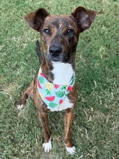A young medium-sized female Pit Bull Terrier dog named Pocah for adoption in Tulsa, OK