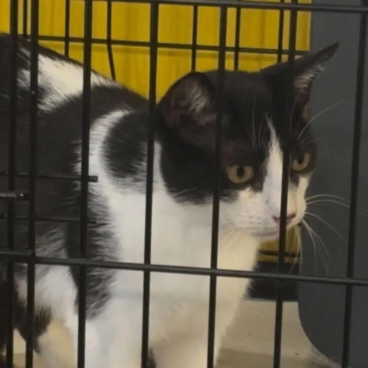 An adult medium-sized female Domestic Short Hair cat named Daisy for adoption in Howard beach, NY