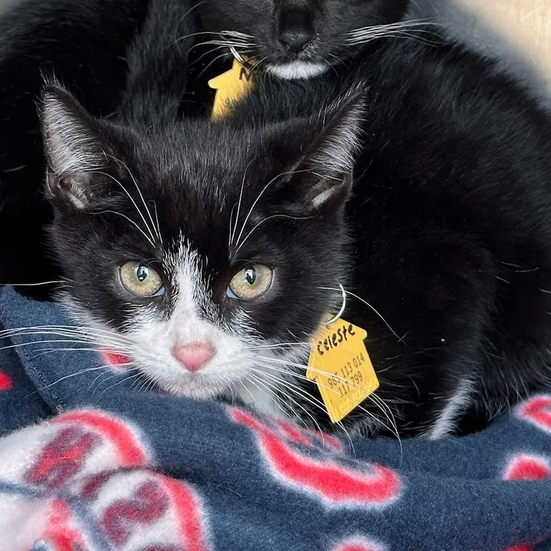 A baby small-sized female Black Domestic Short Hair cat named Celeste for adoption in Springfield, MA