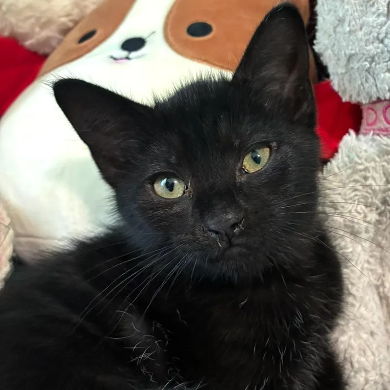 A young small-sized male Black Domestic Short Hair cat named Shadow for adoption in La Grange, KY