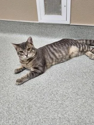 A young small-sized male Domestic Short Hair cat named Goofy for adoption in Roseville, CA