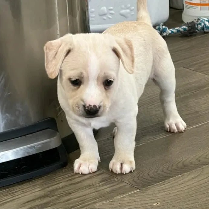 A baby medium-sized male White / Cream Labrador Retriever dog named Messi for adoption in Atlantic Beach, FL