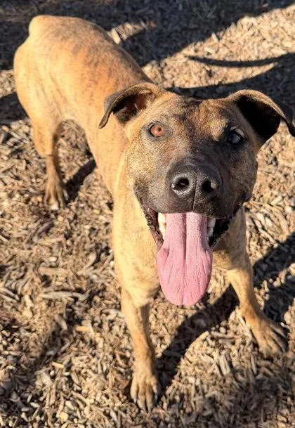 A young medium-sized male American Staffordshire Terrier dog named Adobo for adoption in Redmond, OR