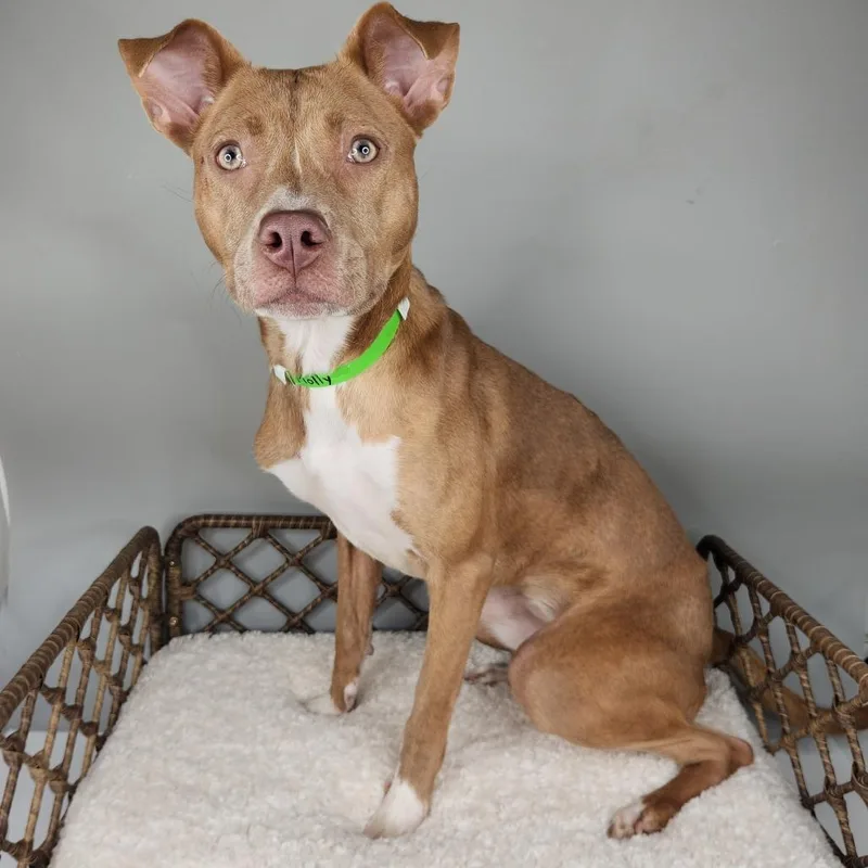 A young medium-sized female Brown / Chocolate Pit Bull Terrier dog named Molly for adoption in Fort Wayne, IN