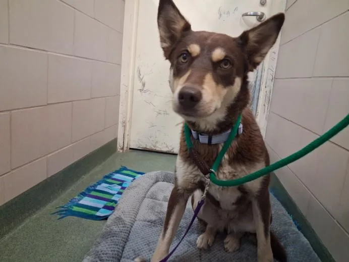 An adult medium-sized female Mixed Breed dog named Daisy for adoption in Santa Fe, NM