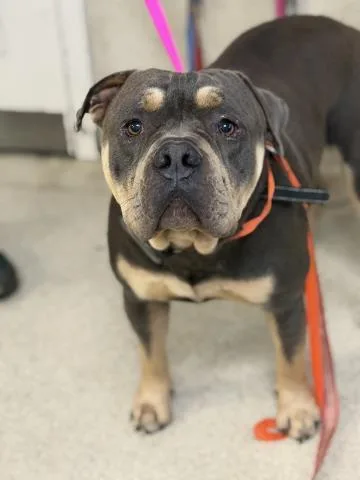 A young large-sized male Pit Bull Terrier dog named Ox for adoption in Riverside, CA