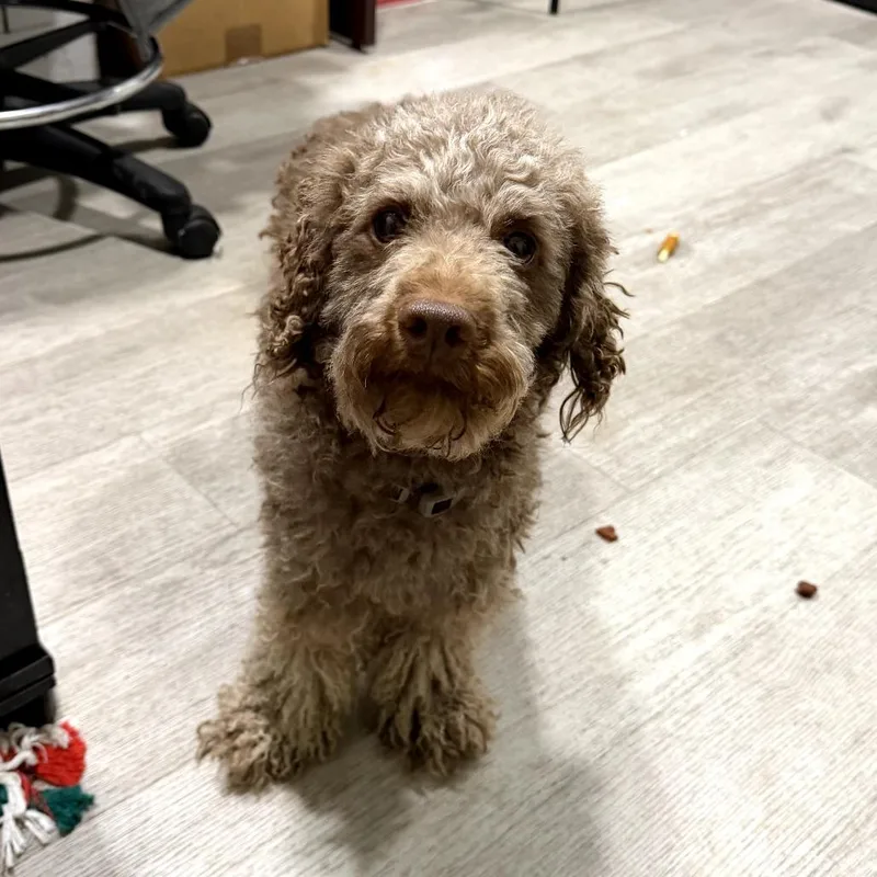 An adult medium-sized male Brown / Chocolate Cockapoo dog named Teddy for adoption in Waldorf, MD
