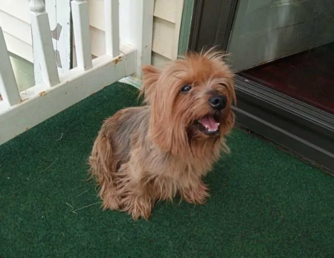 An adult small-sized male Yorkshire Terrier dog named Max for adoption in Richmond, VA