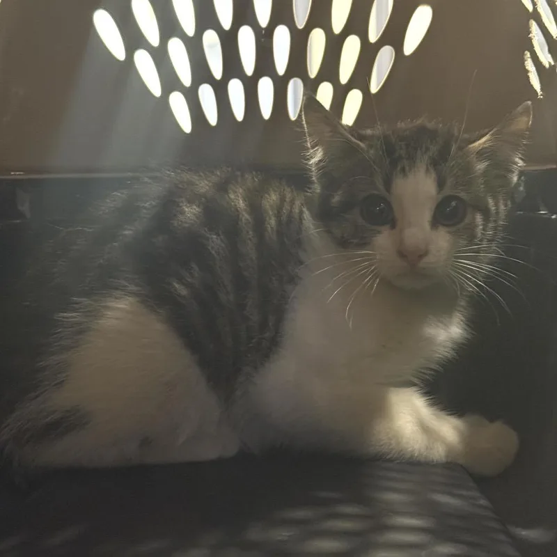 A baby small-sized male Brown / Chocolate Domestic Short Hair cat named Gnome for adoption in Charlottesville, VA