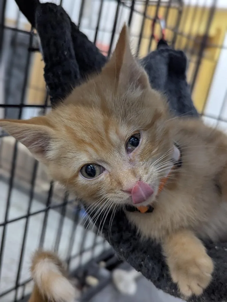 A baby medium-sized male Domestic Short Hair cat named Binkie for adoption in St. Cloud, MN