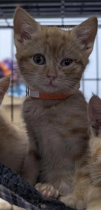 Binkie thumbnail 2