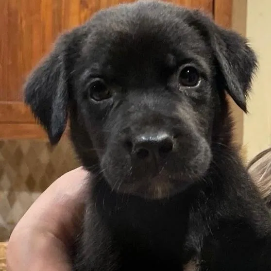 A baby small-sized female Black Labrador Retriever dog named Cinnamon for adoption in South Elgin, IL