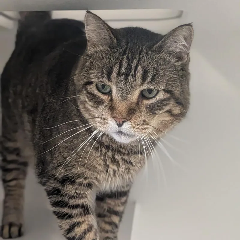 An adult small-sized male Brown / Chocolate Domestic Short Hair cat named Whiskers for adoption in Prairie du Chien, WI