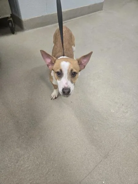 A young small-sized male Jack Russell Terrier dog named Dough for adoption in Millersville, MD