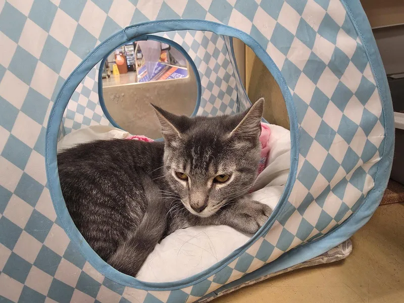 A baby medium-sized male Gray / Blue / Silver Domestic Short Hair cat named Waldorf for adoption in Greenville, DE