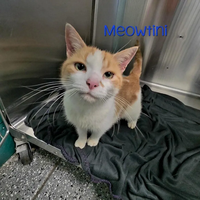 An adult medium-sized female Orange / Red Domestic Short Hair cat named Meowtini for adoption in Parkersburg, WV