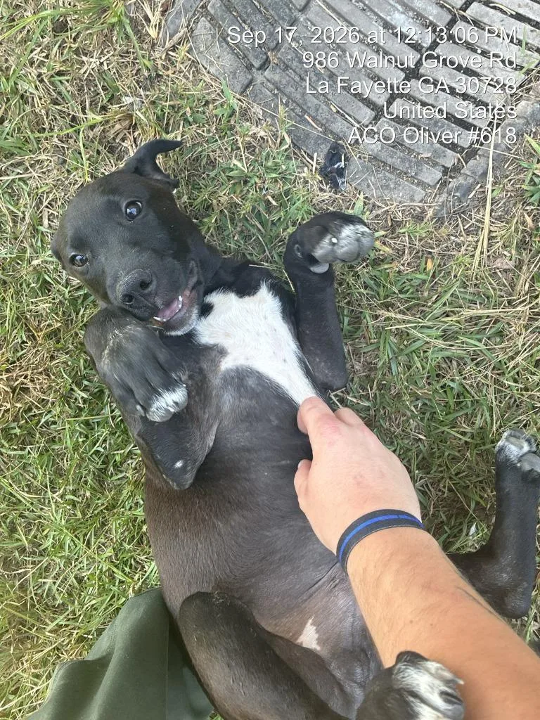 A baby large-sized male Mixed Breed dog named Tobias for adoption in Chickamauga , GA