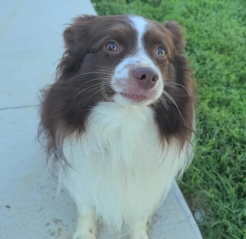 Scout
