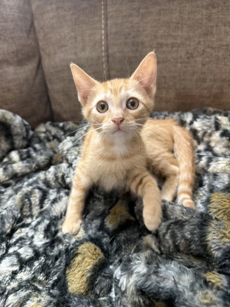 A baby medium-sized female Domestic Short Hair cat named Astoria for adoption in Rosenberg, TX