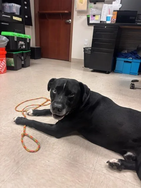 An adult medium-sized male Terrier dog named Tyrone for adoption in Olivette, MO