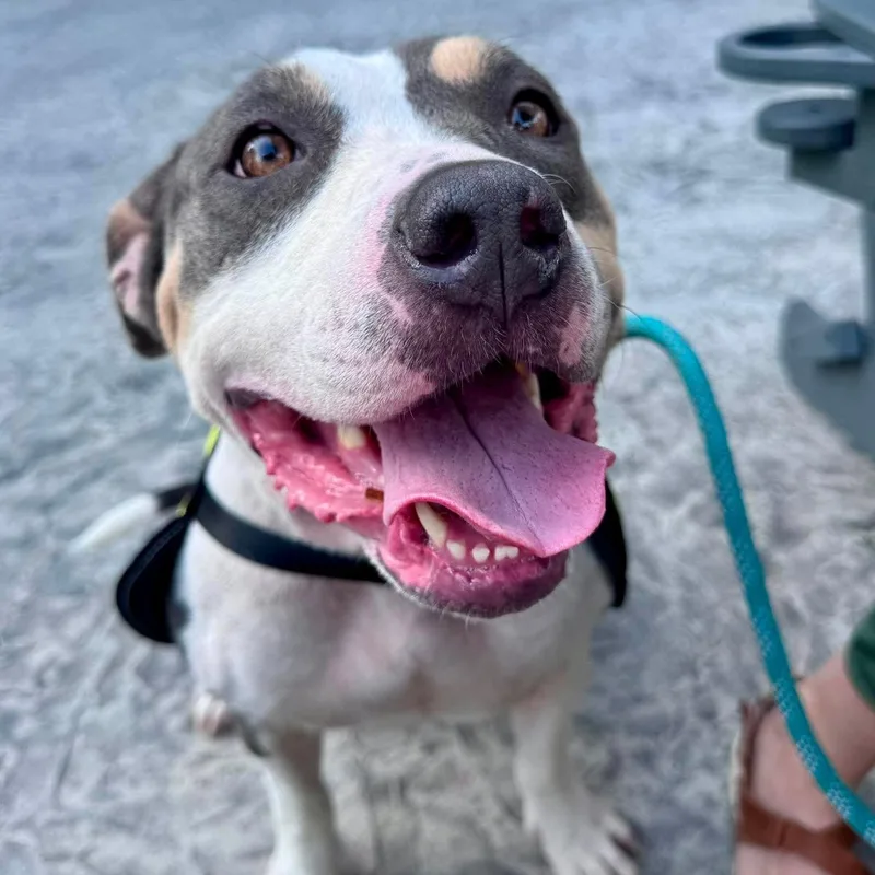 A young medium-sized female Yellow / Tan / Blond / Fawn American Staffordshire Terrier dog named Sweetie for adoption in Monroe , NC