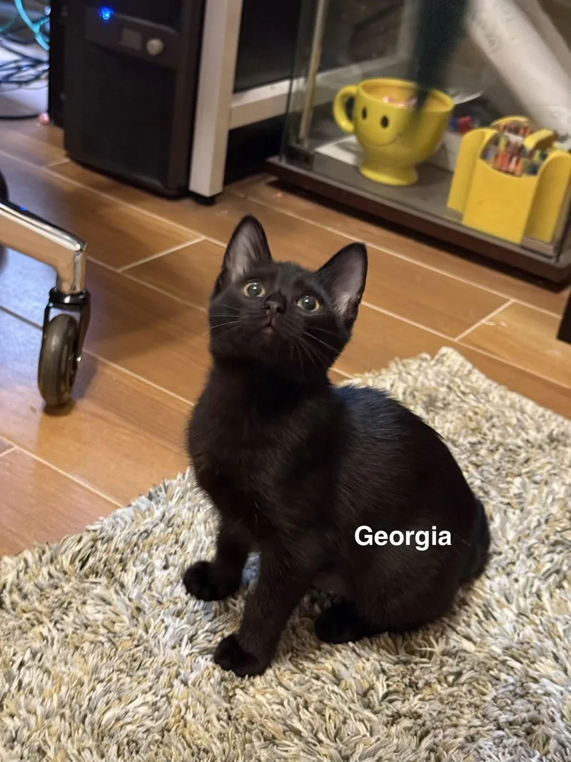 A baby medium-sized female Black Domestic Short Hair cat named Georgia for adoption in Wesley Chapel, FL