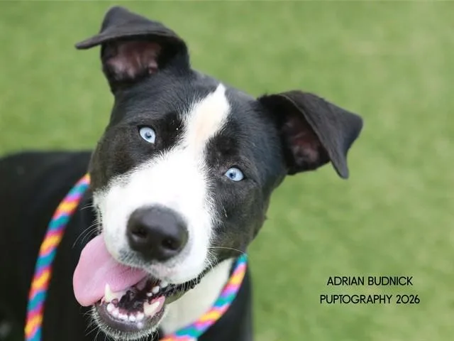 An adult medium-sized female Black Mixed Breed dog named Ruby for adoption in Nashville, TN