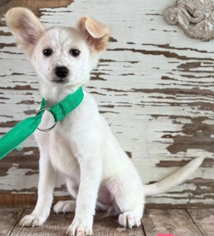 A young small-sized female Red / Chestnut / Orange Jack Russell Terrier dog named Freya for adoption in Carrollton, TX