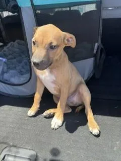 A baby small-sized male Pit Bull Terrier dog named Hopper for adoption in Stockton, CA