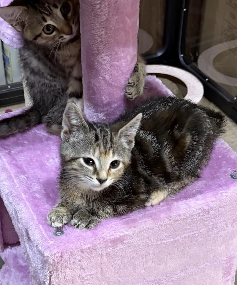 A baby medium-sized female Tabby (Brown / Chocolate) Domestic Short Hair cat named Banshee for adoption in Murfreesboro, TN