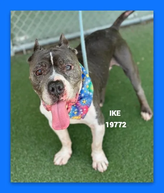 A senior medium-sized male Gray / Blue / Silver Pit Bull Terrier dog named Ike for adoption in Marietta, GA
