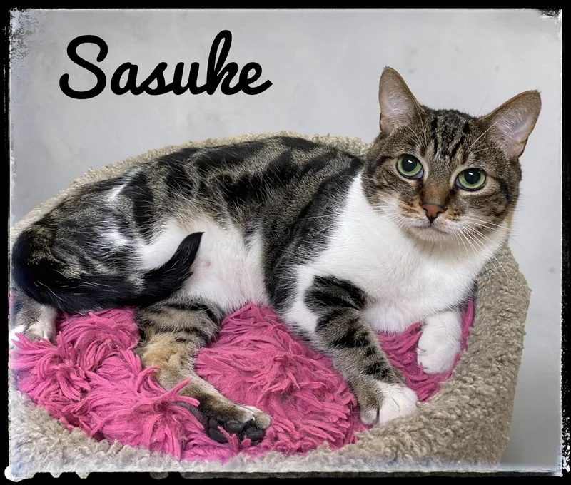 An adult medium-sized male Domestic Short Hair cat named Sasuke for adoption in El Cajon, CA