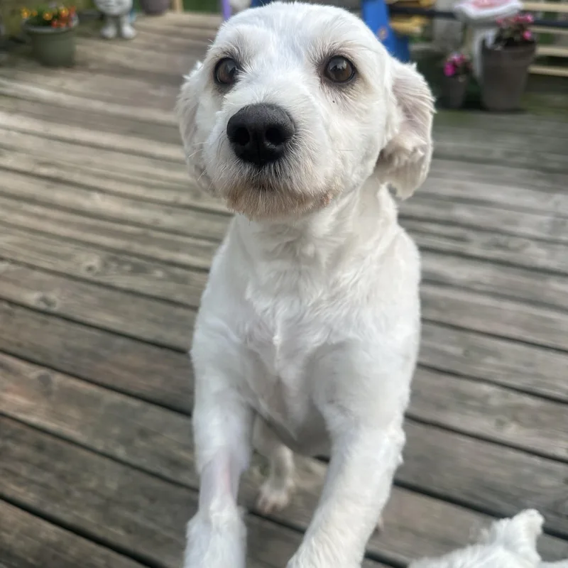 An adult small-sized female White / Cream Schnauzer dog named Bella for adoption in RUSSIAVILLE, IN