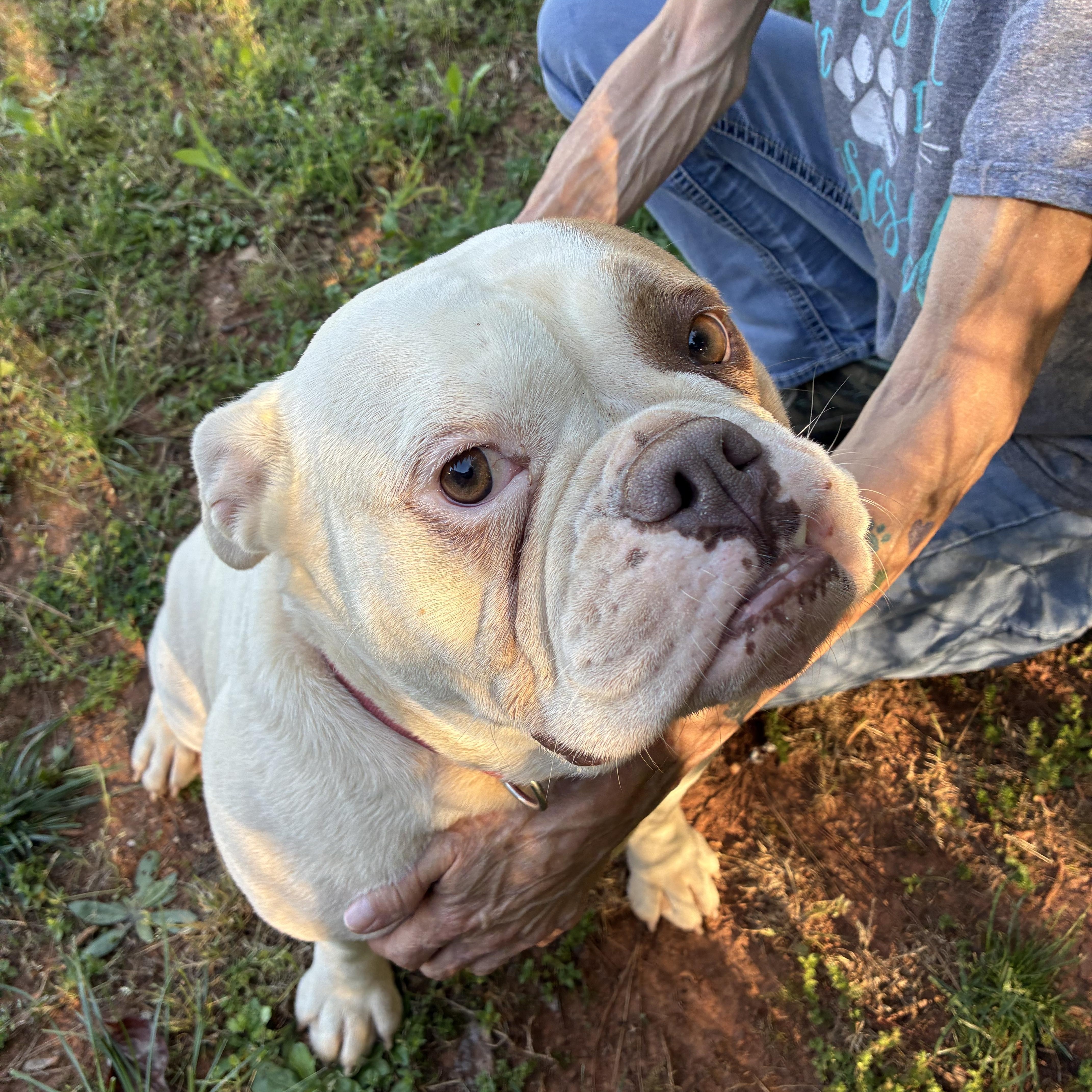 An adult medium-sized female White / Cream English Bulldog dog named Zylah for adoption in Woodruff, SC
