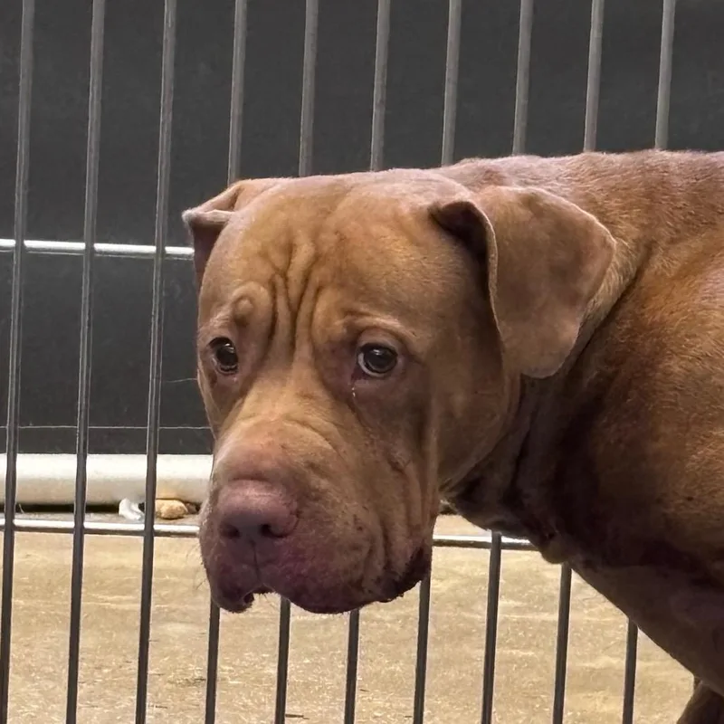 An adult large-sized female Brown / Chocolate Pit Bull Terrier dog named YORKStray for adoption in York, PA