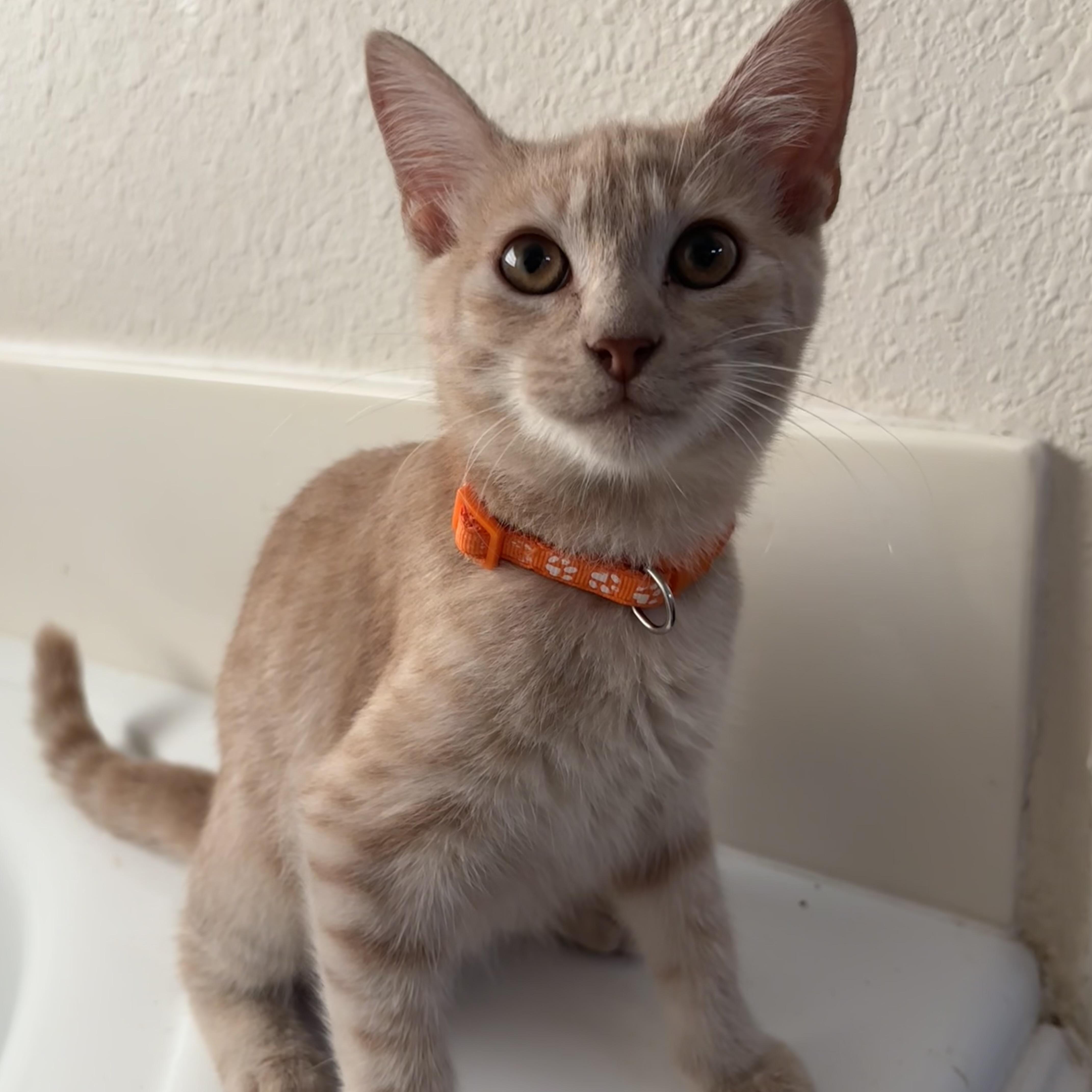 A baby small-sized male Tabby (Orange / Red) Domestic Short Hair cat named Rango for adoption in Liverpool, TX